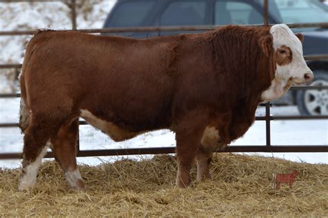 Cattle in motion - This Sale will feature the Cattle In Motion All In - All Done Sale Close Out Format. With this close out, as the time counts down No Bidding can happen within 5 minutes of the close of ALL Lots. So if the Lots are set …